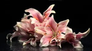 Beautiful pink lilies with delicate petals arranged against a black background, showcasing their elegant design.