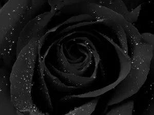 Close-up of a black rose with delicate droplets, creating a striking and elegant visual contrast.