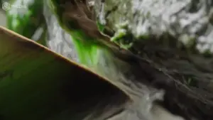 Close-up of vibrant green algae on a textured rock surface with flowing water, highlighting nature's intricate details.