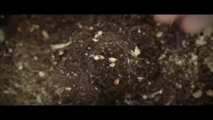 Close-up of soil with seeds, illustrating the beginning of plant growth and the nurturing process in gardening.