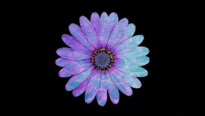 Beautiful purple and blue flower on a black background, showcasing intricate petal patterns and vibrant colors.