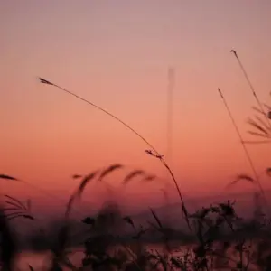 Silhouetted grasses against a vibrant sunrise skyline with soft pink and orange hues illuminating the horizon.