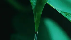 Close-up of a green leaf with water droplets glistening in natural light, showcasing vibrant nature.