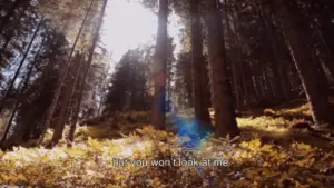 Sunlight filters through tall trees, illuminating a forest floor with vibrant autumn foliage and soft shadows.