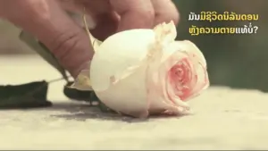 A hand gently holding a white rose with soft pink petals, symbolizing beauty and fragility.