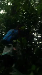 Person climbing a tree in a lush green forest, carrying a blue backpack amid dense foliage.