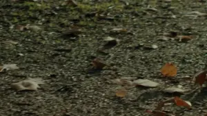 Scattered autumn leaves on a gravel path, showcasing the beauty of nature in fall.