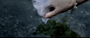 Close-up of a hand holding a delicate white feather above a serene, shimmering water surface.